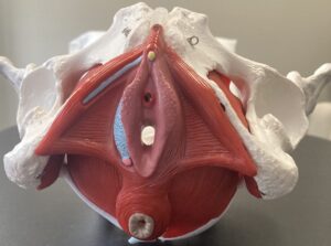 Female Pelvic Floor Physical Therapy in Bethesda MD