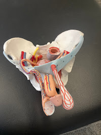 Pelvic floor male anatomy with its parts