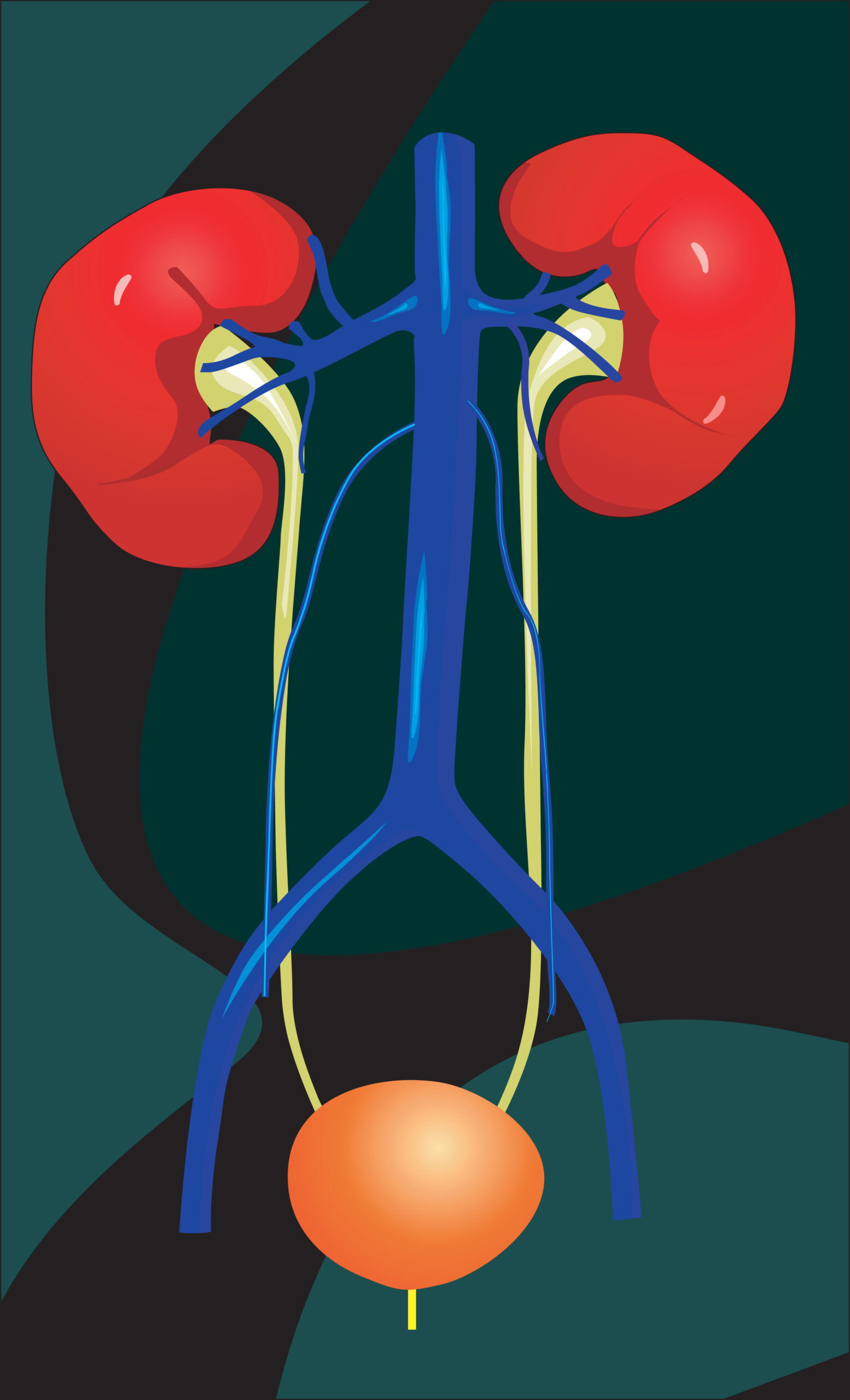 Urinary system